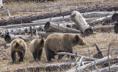 Grizzly Bear Sow and Cubs in Spring in Yellowstone National Park