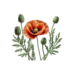Obraz premium Vivid Orange Poppy Flower with Buds, Botanical Illustration
