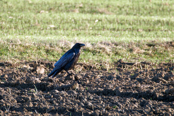 Common raven (Corvus corax) on the field