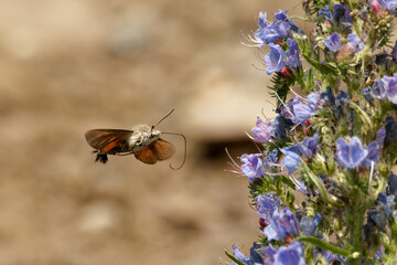 Hummingbird hawk-moth Feeding on Blue Flowers in Natural Environment, close up, brown background