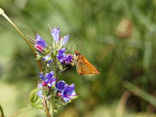 Small skipper (Thymelicus sylvestris) and Echium vulgare. Orange butterfly on purple flower