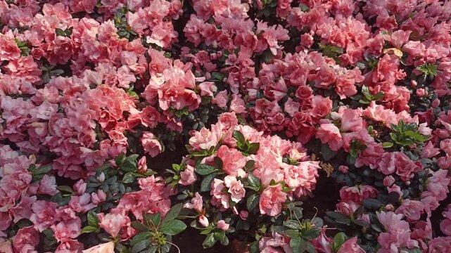 orange blooming Azalia flower in garden