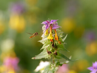 Hovering flower fly collects nectar from colorful wild flower Wood cow-wheat