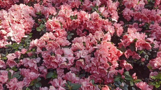 orange blooming Azalia flower in garden