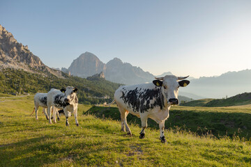 Cows in freedom
