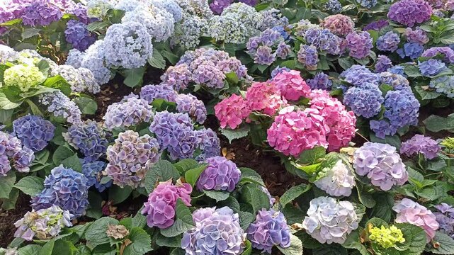 blooming purple pink hydrangea macrophylla flower field garden horticulture