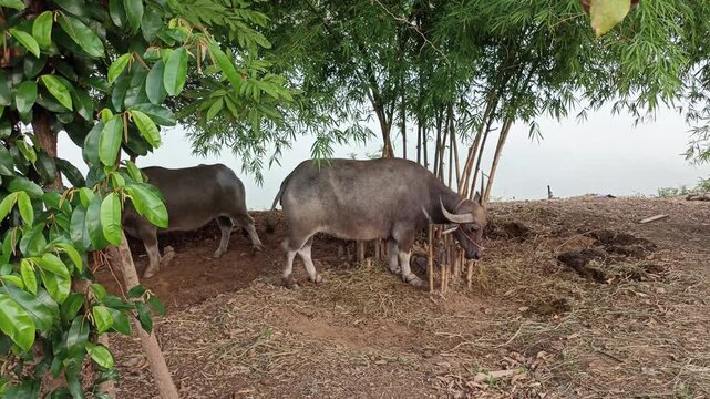 asian black water buffalo stand beside river
