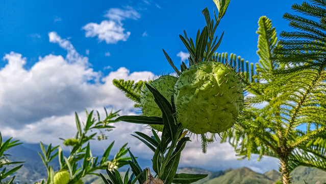 Close-up of a spiny green balloon plant fruit (Gomphocarpus physocarpus) set against a vibrant blue sky, fluffy clouds, and distant green mountains in a scenic outdoor setting.