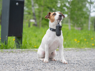 Adorable Dog with Waste Bag Ready for a Walk. 