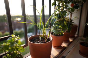 Sprouts of tropical lemongrass (Cymbopogon citratus) herb in pot on balcony. Cultivation homegrown...