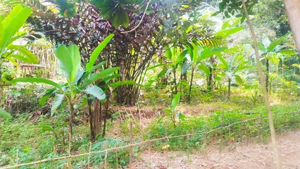 banana garden