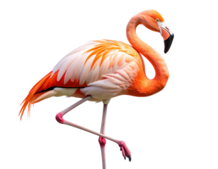 Elegant Flamingo Standing on One Leg with Head Curved Down, Side View, Isolated PNG