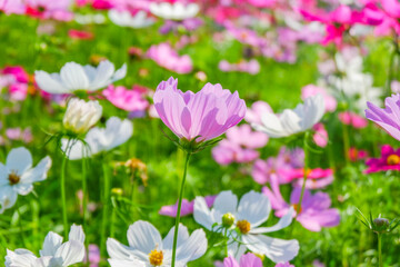Beautiful pink cosmos flowers blooming in garden,spring season.