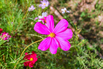 Fototapeta premium Field of Pink cosmos flowers blooming in garden,wild pink cosmos flowers in spring day,autumn season,view of the various cosmos flowers,Selective focus.
