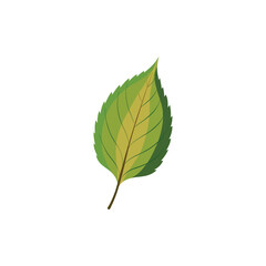 Fototapeta premium Birch Leaf Vector Illustration on White Background