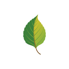 Fototapeta premium Birch Leaf Vector Illustration on White Background