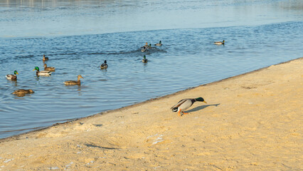 In a city pond at the end of winter, a lively flock of ducks navigates the icy waters, showcasing...