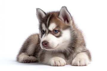 Fototapeta premium Husky puppy resting on white background