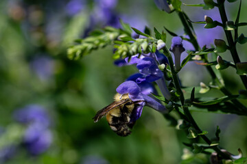 Bumblebee with its head buried in a downy skullcap flower. The bee is part of 250 species in the genus Bombus. The skullcap has an arching hooded upper lip and is part of the mint family.