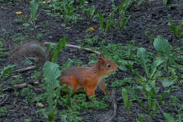 A Squirrel In Its Natural Habitat Foraging Amidst Green Foliage And Earthy Ground. Symbol Of Resilience And Adaptation In Nature Captured Through A Squirrel's Journey.