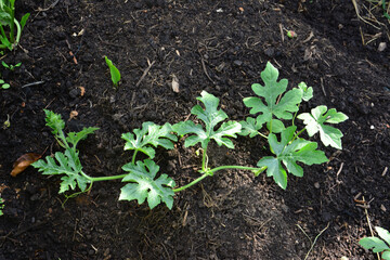 Young Watermelon Plant Growing in the Garden top view