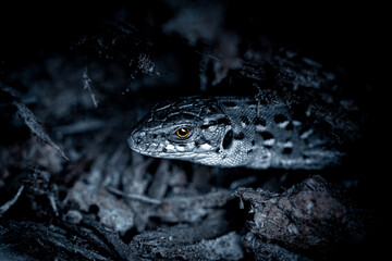 Scary lizard with yellow eyes crawls out of a dark hole