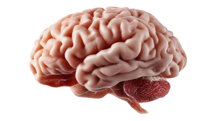Human Brain: A high-angle shot presents a detailed and textured human brain, a symbol of intelligence and the marvels of neurology.