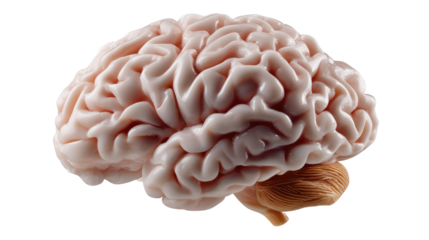 Human Brain Anatomy: An intricate human brain with detailed anatomy, showcasing its complex structure.