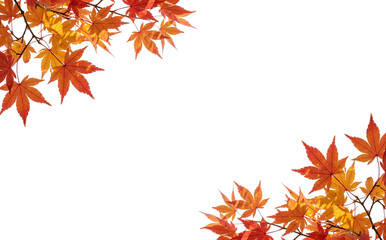 autumn leaves branch