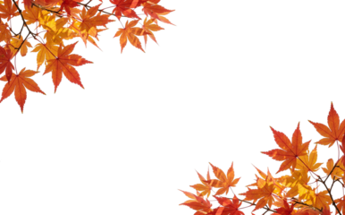 autumn leaves branch