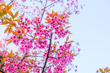Fototapeta premium Sakura tree in garden and sky,mountain landscape,Cherry Blossoms,sakura japan tree,morning light in winter season.