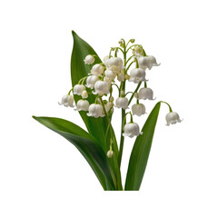 Delicate Lily of the Valley Flowers on Transparent Background