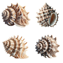 Obraz premium Set of decorative seashells in natural colors and textures isolated on transparent background 
