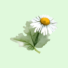 Soft and elegant vector illustration of watercolor chamomile (camomile) or daisy flowers set against a light green background. Featuring hand-painted floral elements with delicate white petals 