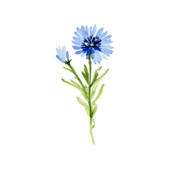 Delicate watercolor vector illustration of a blue cornflower (Centaurea cyanus), hand-painted and isolated on a white background