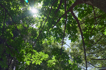 初夏の太陽の光を浴びて輝く緑の葉