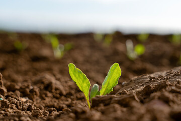 Young seedling sprouts in fertile soil under clear sky showing the beginning of a new growth cycle