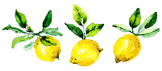 Bright and fresh vector illustration of three ripe yellow lemons with vibrant green leaves. Perfect for food packaging, summer designs, kitchen decor, organic product labels, and citrus-themed prints