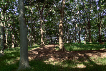 光と影が美しい初夏の森の小道。