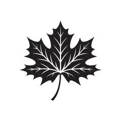  a black and white vector illustration of a maple leaf on white background