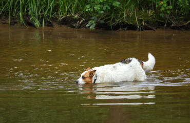 Big white dog swim in the river