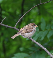 A sparrow sits on a leafless tree branch