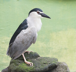 This close-up photo captures the intense gaze of a Black-crowned Night Hero