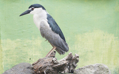 Close-up photo captures the intense gaze of a Black-crowned Night Heron