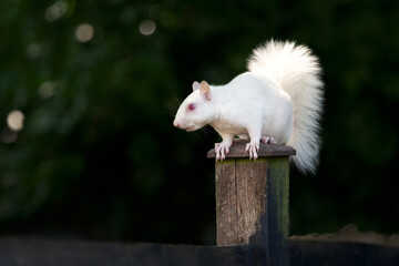 Portrait of a cute albino grey squirrel standing on a garden fence post, UK.