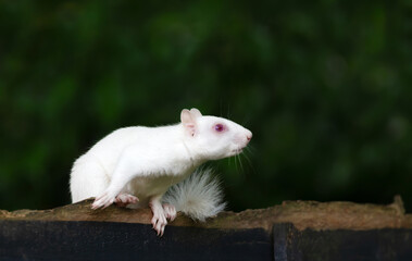 Portrait of a cute albino grey squirrel standing on a garden fence, UK.