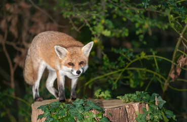 Portrait of a cute red fox standing on a tree stump in a forest