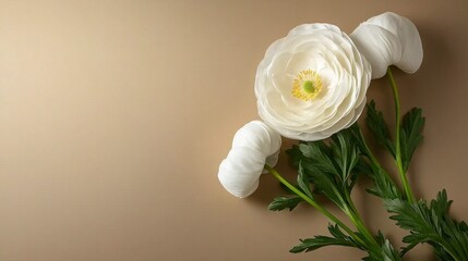 Three White Ranunculus Flowers on Beige Background