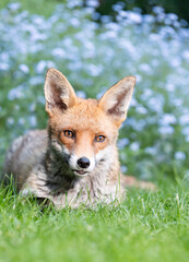 Portrait of a cute red fox lying on green grass in a garden with blooming blue flowers in the background, UK.
