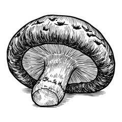 Obraz premium Shiitake Mushroom Black and White Outline Line Art Drawing Fresh Edible Food Ingredient Object